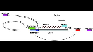 Regulatory Elements in Eukaryotic Transcription [upl. by Notnert]