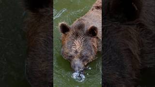 Brown bear cooling off [upl. by Ayocal]