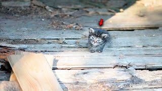 One Tiny Kitten Stood Up to a Bulldozer to Protect 60 Cats the Unthinkable Happened [upl. by Sturrock277]