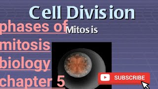 cell divisionmitosisstagessomatic and germ line cellmitosis kesy hotiThe vibes [upl. by Kuehn]