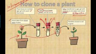 Micropropagation IB Biology 2015 [upl. by Rizzo]