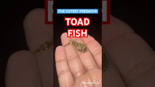 Toad Fish  Explore  BycatchAndAdventures toadfish marinelife beach tidepools [upl. by Turnheim]