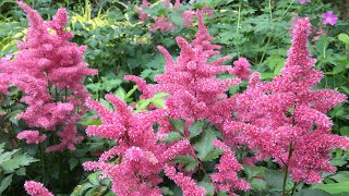 🌿  Astilbe Planting  Natives  New Plantings  🌿 [upl. by Nivrek]