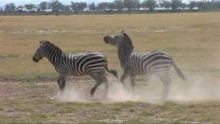 amboselli  zebra stallions fighting [upl. by Gamaliel]