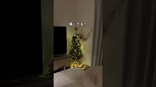 ツリーのライト付けてる？🎄shorts ツリークリスマスツリーリビング [upl. by Yblok]