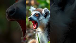 Discovering the Fascinating World of Lemurs lemur wildlife animals trending shorts viralvideo [upl. by Preciosa]