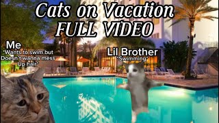 Cats on Vacation FULL VIDEO✨ [upl. by Aenaj733]