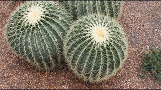 Echinocactus grusonii  Goldkugelkaktus Golden Barrel Cactus [upl. by Yatnuahs153]