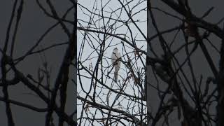 Great Grey Shrike Lanius Excubitor Bird watching Samsung Galaxy S23 Ultra 4k 60fps birds nature [upl. by Lexy]