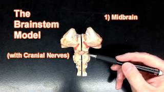 Brainstem Model [upl. by Inalawi637]