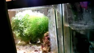 DIY SUMPREFUGIUM ON MY 75 GALLON REEF [upl. by Anoli]