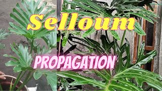 How to Propagate or Plant Selloum  Grow Selloum Hope Sanado Paano magpadami sa Bahay [upl. by Pretrice]