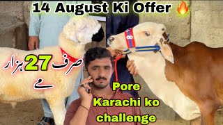 Aslam Farm Ka Aj Sab Se Quality Wala Bakra Qurbani 2025 Ka 😍  Free 🔥 Free 🔥 Free  Bakra Mandi [upl. by Asena875]