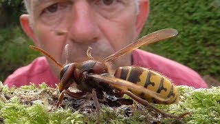 watching european hornet and wasp Vespula germanica Beobachtung von Hornisse und Wespen [upl. by Ytoc]