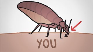 The Return of the Bedbugs They Wont Go Away [upl. by Ielirol]