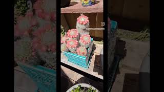 Beautiful cluster Mammillaria bocasana  Powder Puff Cactus [upl. by Rammus974]