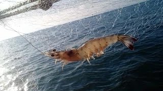 paseo por la bahia de Guaymas y Empalme Sonora temporada de pesca de camaron 2024 [upl. by Wallraff787]