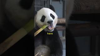 Can Pandas Survive Without Bamboo shorts animals viral [upl. by Randolph423]