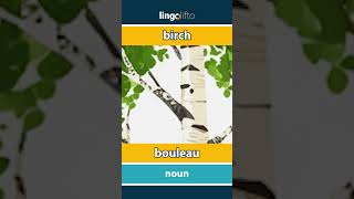 🇬🇧🇫🇷 birch  bouleau  vocabulary builder  learn English  apprenons langlais [upl. by Mahon]