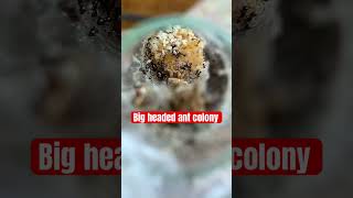 Pheidole big headed ant colony with lots of larvae in a test tube [upl. by Doowrehs]