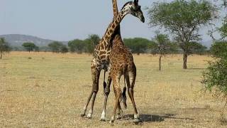 Giraffes Fighting For The FemaleWest Serengeti Safari [upl. by Salas]