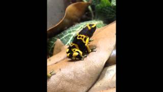 Dendrobates leucomelas calling and courting [upl. by Cave969]