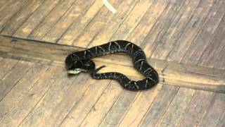 Bothrops asper [upl. by Hibbitts]