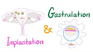 Implantation amp Gastrulation  Embryology series [upl. by Clifford]