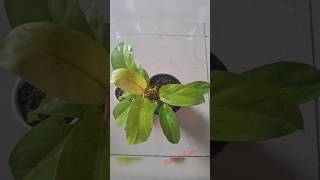 My Philodendron Lemon Lime Cutting Ready For New Home 🪴 nature beauty indoorplant babysnakeplant [upl. by Peters]