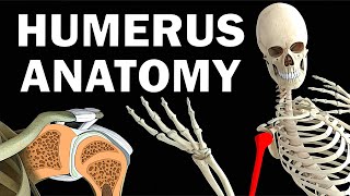 HUMERUS ANATOMY [upl. by Amikahs]