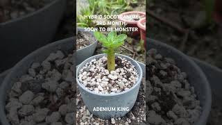 Hybrid SOCOTRANUM reels adeniumlover gardening youtubeshorts garden plants AdeniumKing [upl. by Kellby782]