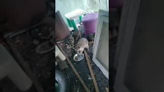 Raccoons Caught Stealing Cat Food [upl. by Hyams]