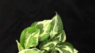 Epipremnum pinnatum  aureum  Efeutute Pothos Devils Ivy [upl. by Bradly542]