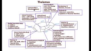 Thalamus  Nuclei functions [upl. by Dawna19]