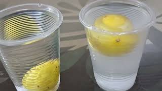 Floating lemon experiment  Lemon floats on salt water  Lemon and Salt water experiment explanation [upl. by Arotahs]