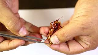 Cockroach Mouthparts Dessection  আরশোলার মুখোপাঙ্গ ব্যবচ্ছেদ   Biology Practical [upl. by Mika593]