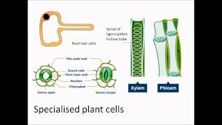 Specialised plant cells [upl. by Einnalem]