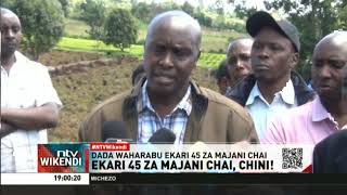 Ndugu wanne Kericho wanakadiria hasara baada ya dada zao kuharibu mimea ya majani chai [upl. by Crespo554]