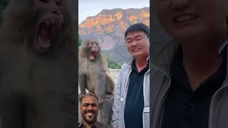 Cute Monkey 🐵 smiling😀😀funny shorts shortvideo monkey [upl. by Nosmas]