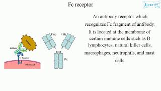 Fc receptor English  Medical terminology for medical students [upl. by Windsor]