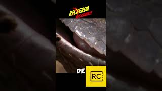 Dato Curioso Sobre La Serpiente Gavon [upl. by Lasser720]