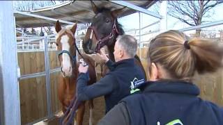 Nouvelle école d’équitation à Aurillac [upl. by Einwat78]