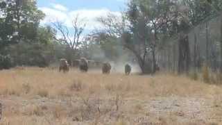 Lionfeeding in Antelope Park Zimbabwe [upl. by Lananna]