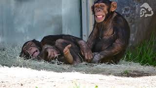 Playtime With Chimps Oliver and Johari at the LA Zoo [upl. by Kenny]