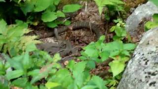 Mom and baby water moccasins [upl. by Ausoj427]