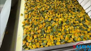 IQF Fluidized Bed Freezer Freezing Diced Pumpkin  used in freezing fruits and vegetables [upl. by Werner]