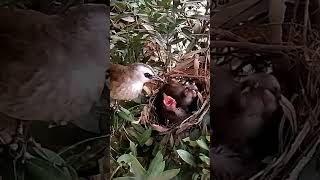 Yellowvented bulbul Birds and children eat cherries [upl. by Ott106]