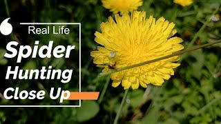 crab spider on dandelion [upl. by Nabi]