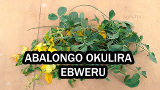 Abalongo Okulira Ebweru Mumuzigo Ssalongo Binno Bikwatako [upl. by Sivam485]