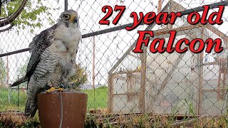 My 27 yearold Falcon May 21 2024 [upl. by Nifled]